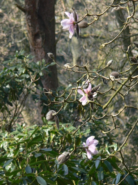 Bois des Moutiers (63) mars 2012
